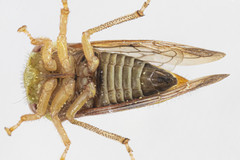 Ophiderma evelyna