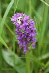 Dactylorhiza incarnata