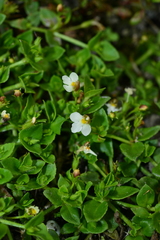 Yamazakia pusilla