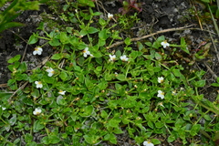 Yamazakia pusilla