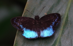 Pythonides proxenus