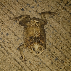 Duttaphrynus melanostictus