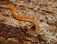 Argonemertes australiensis