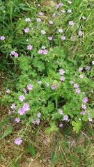 Geranium pyrenaicum