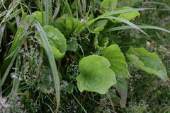 Plantago major