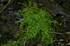 Callitriche peploides