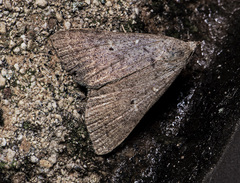 Bleptina flaviguttalis