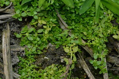 Callitriche peploides