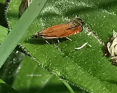 Lathronympha