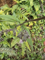 Oldenlandia mellii