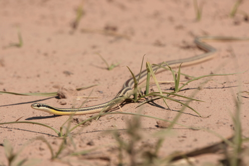 Lema's Ground Snake, Lygophis dilepis