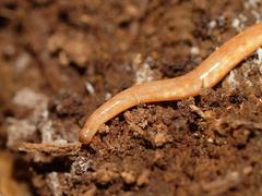 Argonemertes australiensis