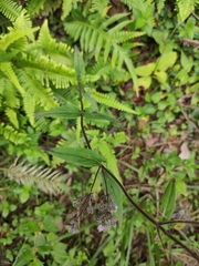 Oldenlandia mellii