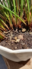 Lycogala