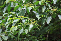 Cornus controversa