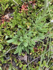 Aster alpinus vierhapperi