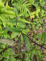 Oldenlandia mellii