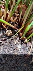 Lycogala