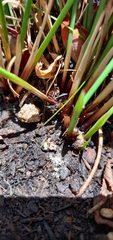 Lycogala