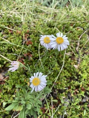 Aster alpinus vierhapperi