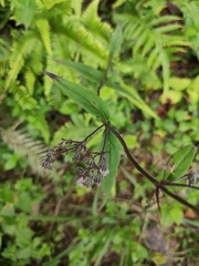 Oldenlandia mellii