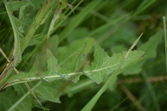 Sonchus arvensis