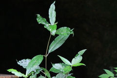 Achyranthes longifolia