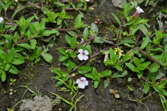 Limnophila aromatica