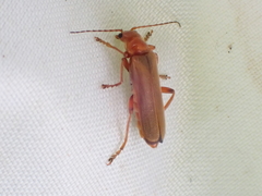 Cantharis pallida