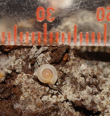 Meredithena dandenongensis