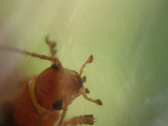 Cantharis pallida