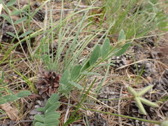 Gueldenstaedtia verna