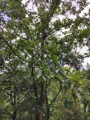 Alniphyllum fortunei