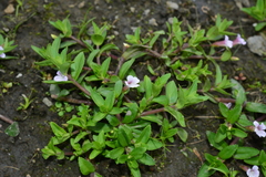 Limnophila aromatica