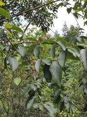 Alniphyllum fortunei