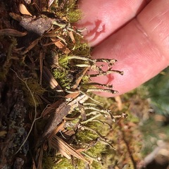 Cladonia ecmocyna