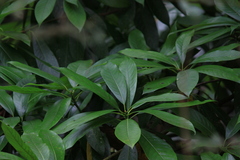 Machilus leptophylla