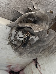 Dolichovespula maculata