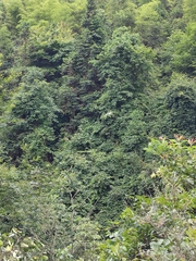 Cornus hongkongensis