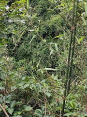 Jasminum lanceolarium