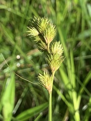 Carex tribuloides tribuloides