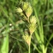 Carex tribuloides tribuloides - Photo (c) Andrea Weeks,  זכויות יוצרים חלקיות (CC BY-NC), הועלה על ידי Andrea Weeks