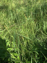 Carex tribuloides tribuloides