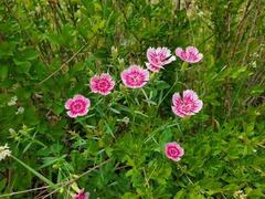 Dianthus chinensis