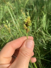 Carex tribuloides tribuloides