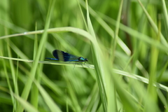 Calopteryx splendens