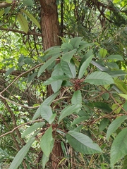 Ficus heteromorpha