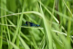 Calopteryx splendens
