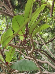 Ficus heteromorpha