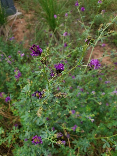 Alfalfa